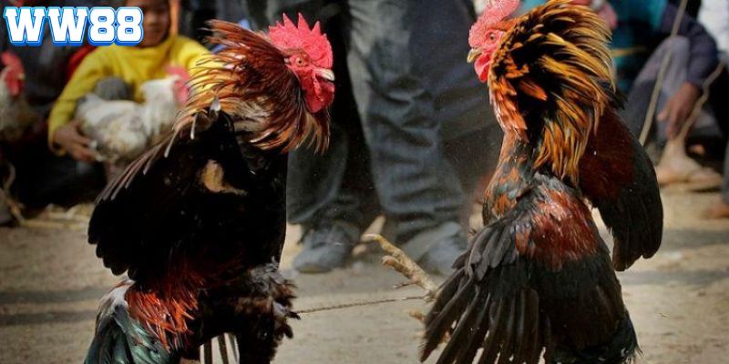 Sơ lược thông tin giới thiệu về loại hình đá gà C2