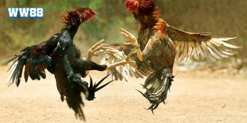 Đôi nét về sảnh chơi đá gà WW88