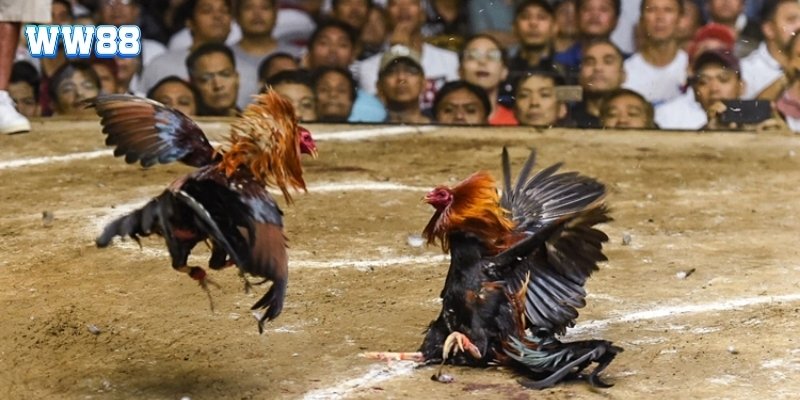 Những kinh nghiệm và lưu ý khi tham gia chơi đá gà